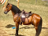 حصان, Tennessee Walking Horse — الصورة 3