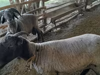 Schafe (Partie, Geschlecht nicht angegeben), Merino sheep — Foto 4