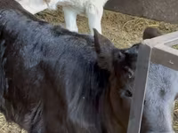 गाय, मवेशी — फ़ोटो 1