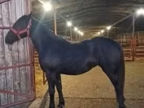 Jument, Nonius horse