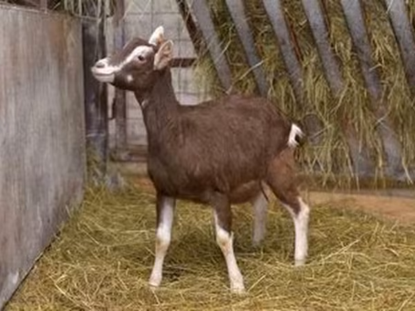 बकरी, Toggenburg goat