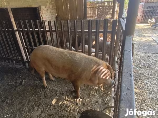 Locha, Дюрок
