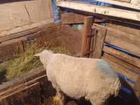 公羊, Merino sheep — 照片 2