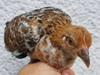 Chickens — foto 5