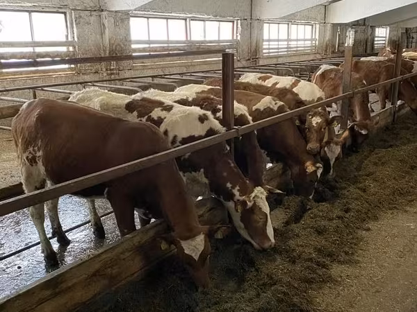Vache, Ayrshire