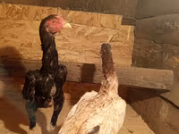 Chickens — Foto 1