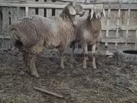 母羊, Arashan sheep — 照片 7