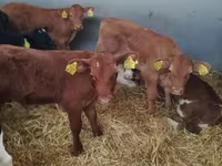Taureau, Vache limousine — photo 2