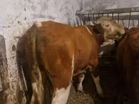 Buğa, Simmental cattle — foto 2