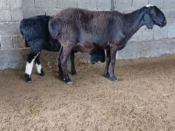 母羊, Sheep