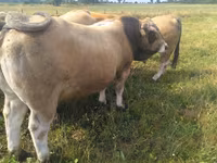 Toro, Aubrac cattle — foto 3