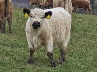 Vache, Vache galloise — photo 8