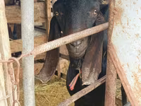تيس, Kamori goats — الصورة 4