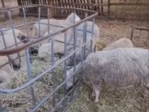 Widder, Cerry Hill sheep