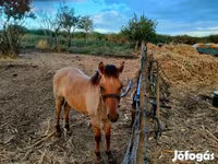 घोड़ा, Welsh Cob — फ़ोटो 3