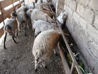 Bélier, Moutons — photo 2