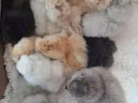 Silkie — foto 6