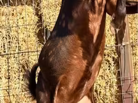 تيس, Kamori goats — الصورة 2