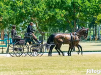 Koń, Hungarian horse breed — zdjęcie 7