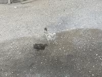 Chickens — photo 3