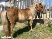 حصان, Indian half-bred — الصورة 5