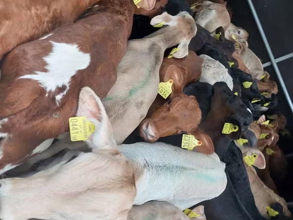 Skot (série, pohlaví neuvedeno), Simmental cattle