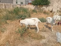 母山羊, Saanen goat — 照片 7