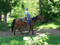 Cheval, Standardbred — photo 7