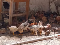 Gallina checa dorada veteada — foto 3