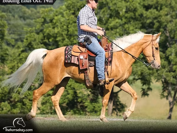 Caballo, Palomino