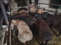 公羊, Edilbay sheep — 照片 8