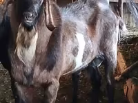 Ziegenbock, Nubian Goat — Foto 2