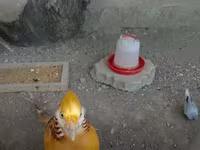 गोल्डन इटालियन — फ़ोटो 1