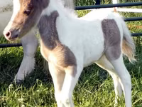 公马, Miniature horse — 照片 8