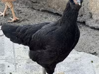 Ameraucana — Foto 4