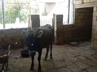 Vache, Zébu azerbaïdjanais — photo 3
