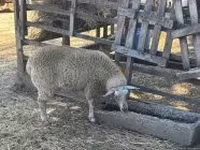 भेड़, Beltex sheep — फ़ोटो 1