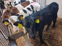 Touro, Raça Holstein — foto 7