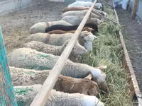 Brebis, Moutons — photo 6
