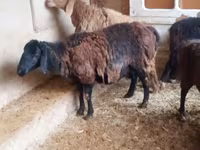 Bélier, Jaidara sheep — photo 1