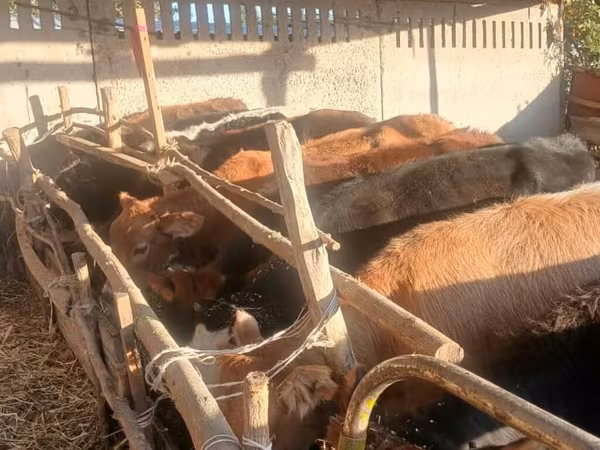 गाय, मवेशी