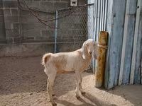 母山羊, Kamori goats — 照片 2
