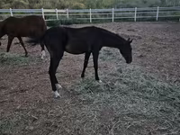 Caballo, Akhal-Teke — foto 2