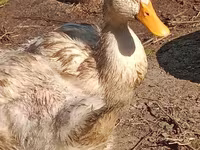 Canard musqué domestique — photo 3