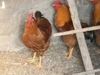 Yeni Hemşir Qırmızı — foto 1