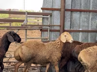 मेढ़ा, Arashan sheep — फ़ोटो 7