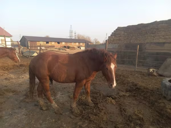 Cheval, Soviet Heavy draft