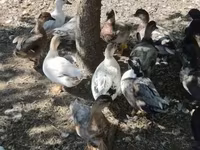 Ducks — 照片 4