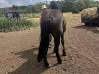 Kobyła, Međimurje horse — zdjęcie 3