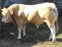 公牛, Blonde d’Aquitane cattle — 照片 1